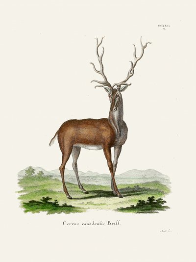 Elk  Kirjoittanut Johann Christian Daniel Von Schreber. tekijältä Johann Christian Daniel Von Schreber