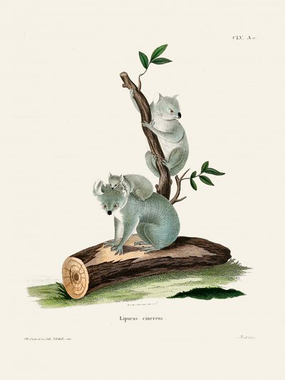 Koala, Johann Andreas Wagener tekijältä Johann Christian Daniel Von Schreber