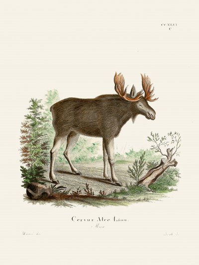 Moose, kirjoittanut Johann Christian Daniel von Schreber. tekijältä Johann Christian Daniel Von Schreber