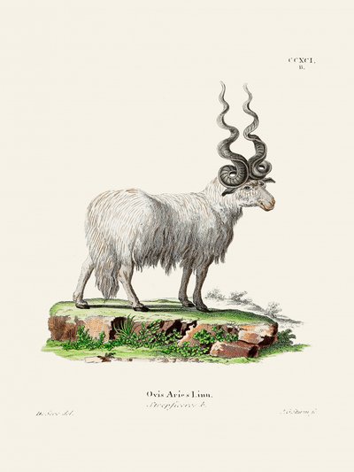 Ovis Aries, kirjoittajat Johann Andreas Wagener ja Johann Christian Daniel Von Schreber. tekijältä Johann Christian Daniel Von Schreber