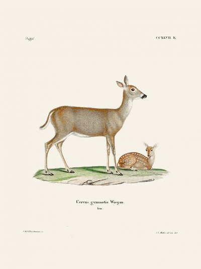 Virginian Deer (1778–1855), kirjoittajat Johann Andreas Wagener ja Johann Christian Daniel von Schreber. tekijältä Johann Christian Daniel Von Schreber