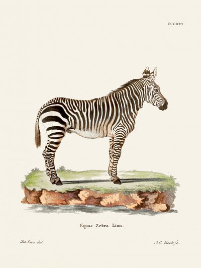 Zebra teoksesta Nisäkkäät (1778–1855), kirjoittanut Johann Christian Daniel von Schreber. tekijältä Johann Christian Daniel Von Schreber