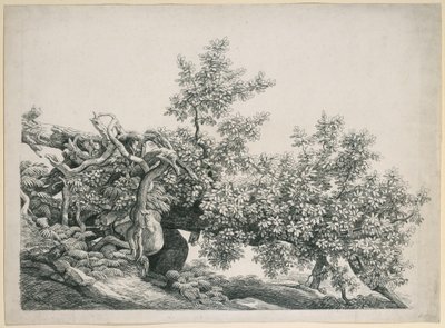 Puututkielma. Kaatunut runko ja paljaat juuret tekijältä Johann Christian Reinhart