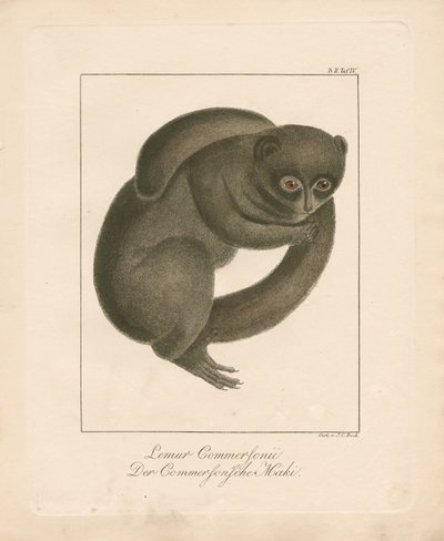 Commersonin hiirilemuri (käsin värjätty litografia) tekijältä Johann Christoph Bock