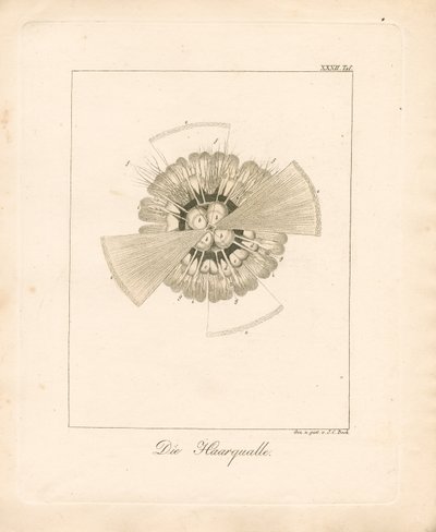 Leijonankarvameduusa (kuparikaiverrus) tekijältä Johann Christoph Bock