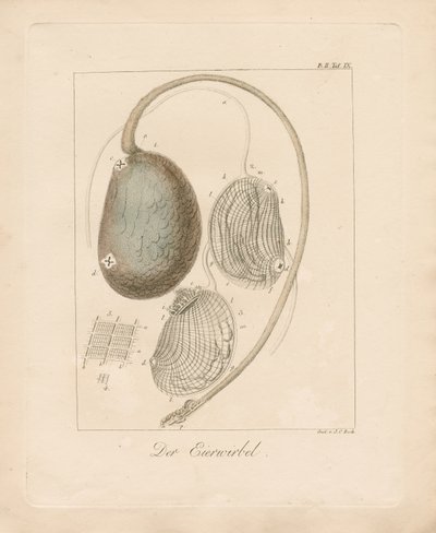 Munan rakenne (värillinen kuparikaiverrus) tekijältä Johann Christoph Bock