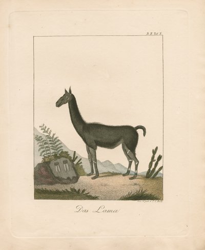 Lama (käsin väritetty litografia) tekijältä Johann Christoph Bock