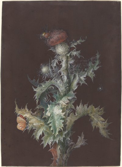 Ohdake hyönteisten kanssa, c. 1755. tekijältä Johann Christoph Dietzsch