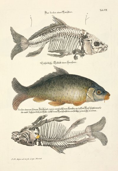 Karppi ja luuranko tekijältä Johann Daniel Meyer