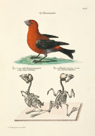 Crossbill luurankojen kanssa tekijältä Johann Daniel Meyer