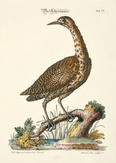 Eurasian Bittern tekijältä Johann Daniel Meyer
