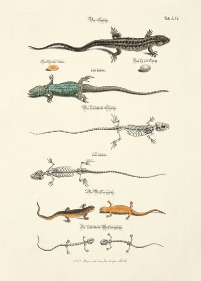 Liskot ja niiden luurangot tekijältä Johann Daniel Meyer