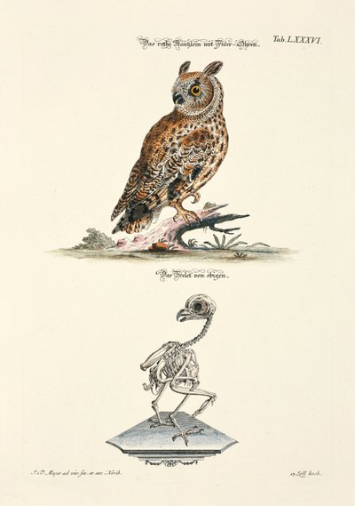 Pöllö ja sen luuranko tekijältä Johann Daniel Meyer