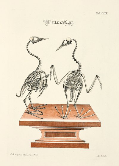 Sukeltajan luuranko tekijältä Johann Daniel Meyer