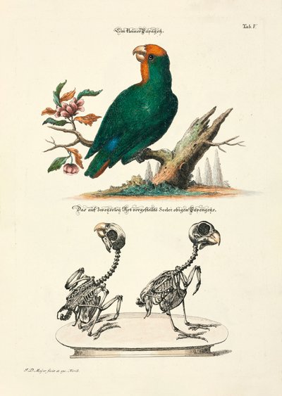 Pieni papukaija luurankojen kanssa tekijältä Johann Daniel Meyer