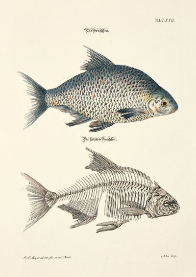 Turska ja sen luuranko tekijältä Johann Daniel Meyer