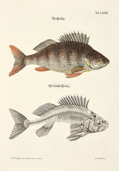 Ahven ja sen luusto tekijältä Johann Daniel Meyer