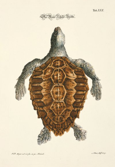 Merikilpikonna tekijältä Johann Daniel Meyer