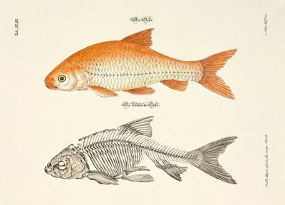 Ide ja sen luuranko tekijältä Johann Daniel Meyer