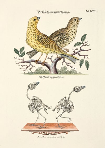 Yellowhammer luurangon kanssa tekijältä Johann Daniel Meyer