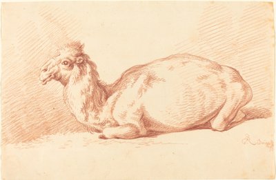 Dromedaari tekijältä Johann Elias Ridinger