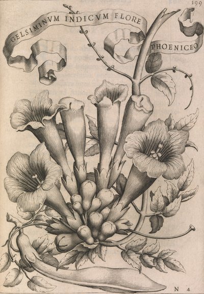 Gelsiminvm indicvm flore foinikialainen, 1633. tekijältä Johann Friedrich Greuter