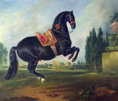 Musta hevonen esittämässä Courbettea (katso lisätietoja 264709) tekijältä Johann Georg Hamilton