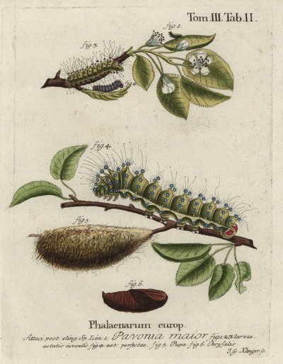 Keisarikoi, Saturnia pavonia, toukka, pupa, chrysalis. tekijältä Johann Georg Klinger