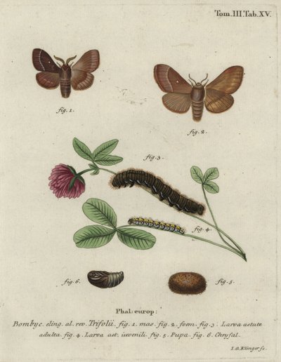 Ruohomunat, Lasiocampa trifolii. tekijältä Johann Georg Klinger