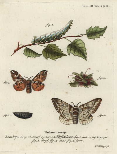 Kenttiläinen kunnia, Endromis versicolora. tekijältä Johann Georg Klinger