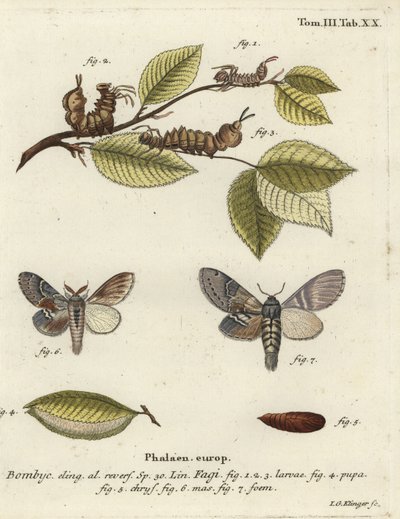 Hummerikoi, Stauropus fagi. tekijältä Johann Georg Klinger