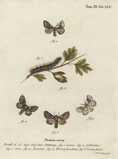 Vaalea tammimuna, Trichiura categii. tekijältä Johann Georg Klinger