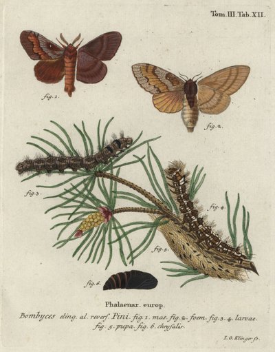 Pinja paikkattu, Dendrolimus pini. tekijältä Johann Georg Klinger