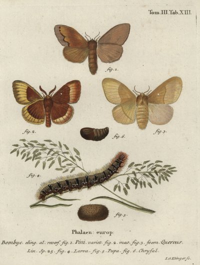 Pine tree lappet ja tammimunaperhot. tekijältä Johann Georg Klinger