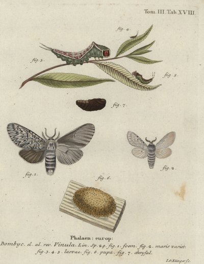 Pussikoi, Cerura vinula. tekijältä Johann Georg Klinger