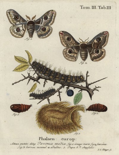 Sloe keisarikoi, Saturnia spini. tekijältä Johann Georg Klinger
