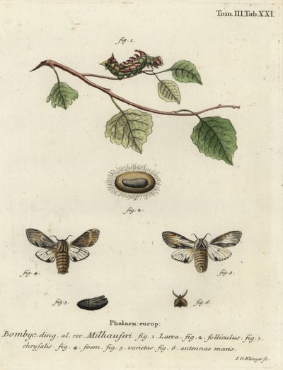 Tawny näkyvä koi, Harpyia milhauseri. tekijältä Johann Georg Klinger