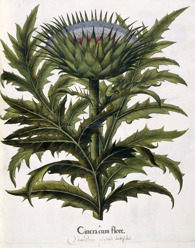 Cinera Cum Flore, 1613 tekijältä Johann Georg Ziesenis