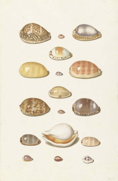 Cowry Shells tekijältä Johann Gustav Hoch