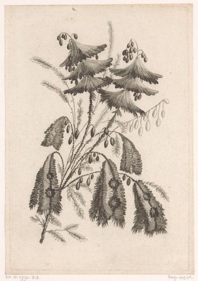 Parasolachtige bloemen Kokoelma uusia makukukkia; Valmistajalle Manufacture des Etoffes de Perse (sarjan nimi) tekijältä Johann Heinrich  Hess