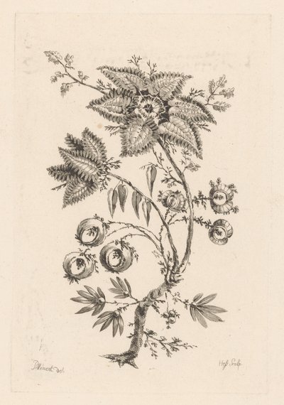 tähden muotoisia kukkia Fleures Baroques (sarjan nimi) tekijältä Johann Heinrich  Hess