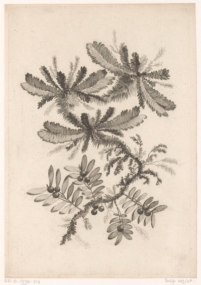 Takken tapasi Bessenin Kokoelma uusia makukukkia; Valmistajalle Manufacture des Etoffes de Perse (sarjan nimi) tekijältä Johann Heinrich  Hess