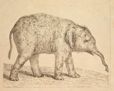 Elefantti (etsaus) tekijältä Johann Heinrich Wilhelm Tischbein