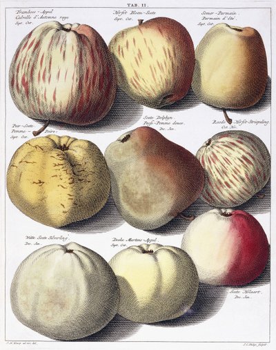 Erilaisia omenoita, 1758 tekijältä Johann Hermann Knoop