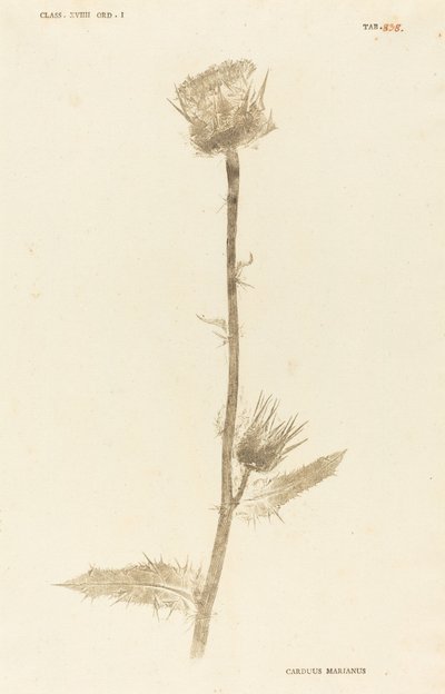 Marianus Cardus tekijältä Johann Hieronymus Kniphof