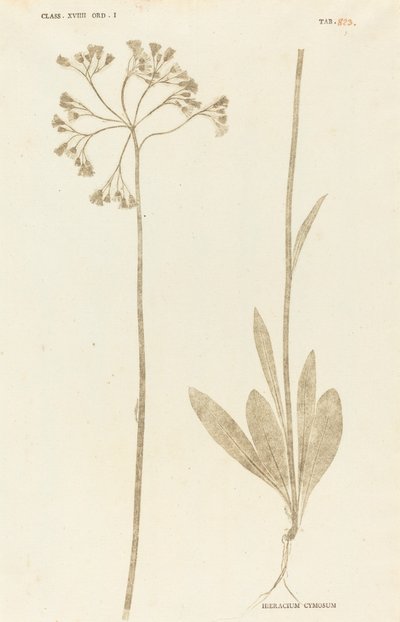 Hieracium Cymosum tekijältä Johann Hieronymus Kniphof