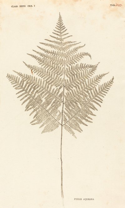 Pteris Aquilina tekijältä Johann Hieronymus Kniphof