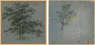Kaksi puuta (recto) Puututkimukset (käänteinen) tekijältä Johann Jacob Dorner