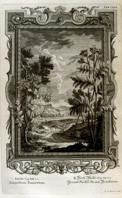 Kuva tekijältä Johann Jakob Scheuchzer