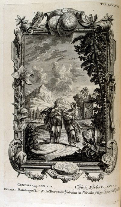 Mandragoran kasvi. Se tunnetaan usein nimellä mandrake tekijältä Johann Jakob Scheuchzer
